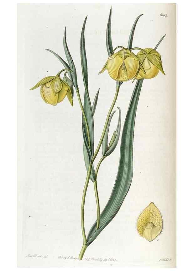 Reproducción/Reproduction 49822674831: Edwards's botanical register.. London :James Ridgway,1829-1847.. 