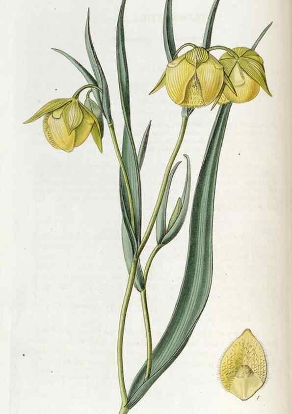 Reproducción/Reproduction 49822674831: Edwards's botanical register.. London :James Ridgway,1829-1847.. 