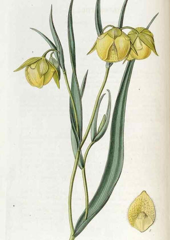 Reproducción/Reproduction 49822674831: Edwards's botanical register.. London :James Ridgway,1829-1847.. 