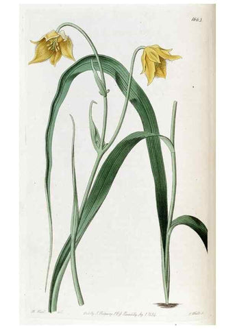 Reproducción/Reproduction 49822675246: Edwards's botanical register.. London :James Ridgway,1829-1847.. 