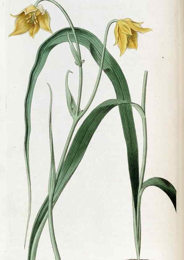 Reproducción/Reproduction 49822675246: Edwards's botanical register.. London :James Ridgway,1829-1847.. 