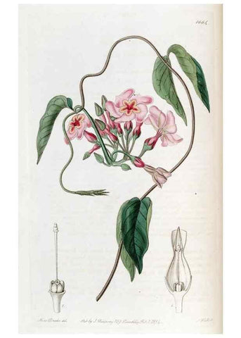 Reproducción/Reproduction 49822991172: Edwards's botanical register.. London :James Ridgway,1829-1847.. 