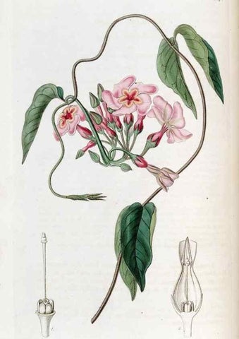 Reproducción/Reproduction 49822991172: Edwards's botanical register.. London :James Ridgway,1829-1847.. 