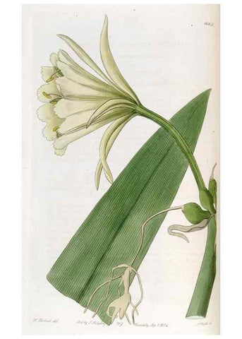 Reproducción/Reproduction 49822991677: Edwards's botanical register.. London :James Ridgway,1829-1847.. 