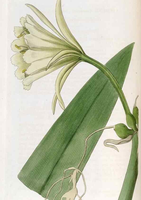 Reproducción/Reproduction 49822991677: Edwards's botanical register.. London :James Ridgway,1829-1847.. 