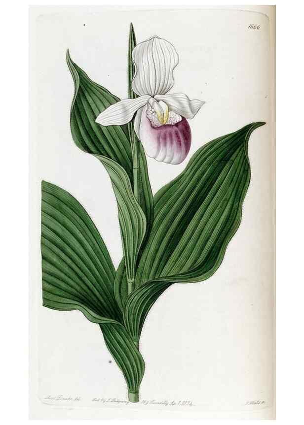 Reproducción/Reproduction 49822139883: Edwards's botanical register.. London :James Ridgway,1829-1847.. 