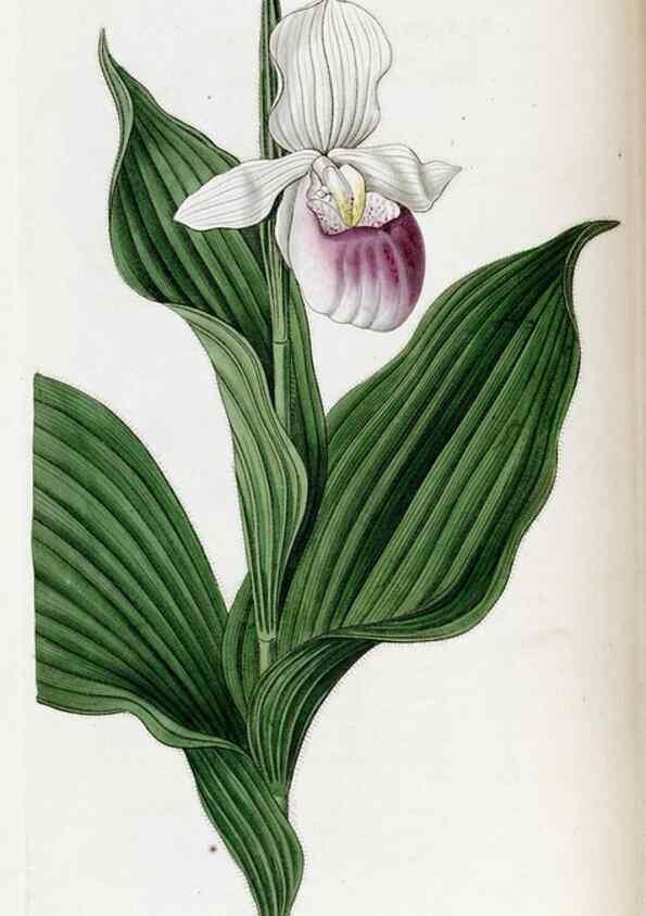 Reproducción/Reproduction 49822139883: Edwards's botanical register.. London :James Ridgway,1829-1847.. 