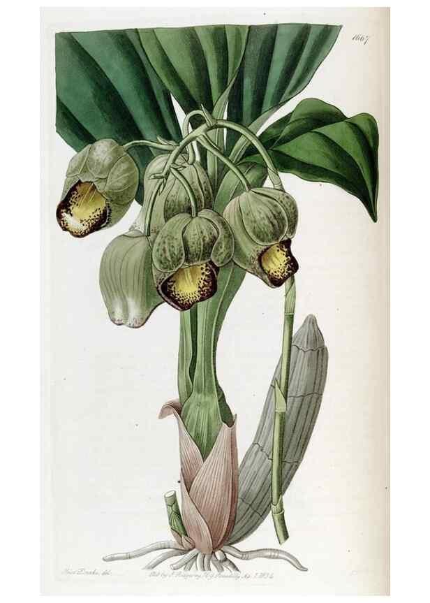 Reproducción/Reproduction 49822140248: Edwards's botanical register.. London :James Ridgway,1829-1847.. 