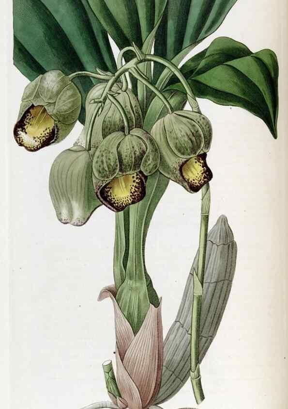 Reproducción/Reproduction 49822140248: Edwards's botanical register.. London :James Ridgway,1829-1847.. 