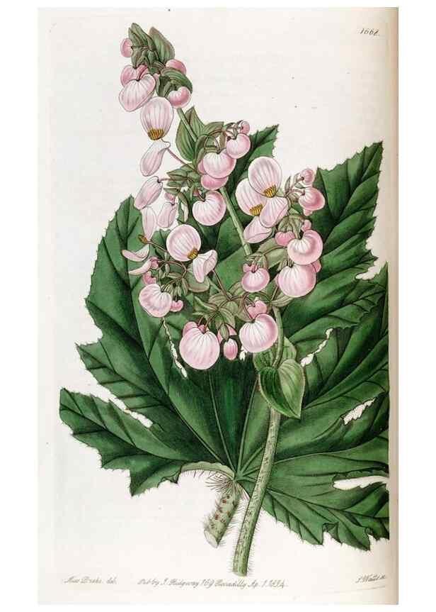 Reproducción/Reproduction 49822677106: Edwards's botanical register.. London :James Ridgway,1829-1847.. 