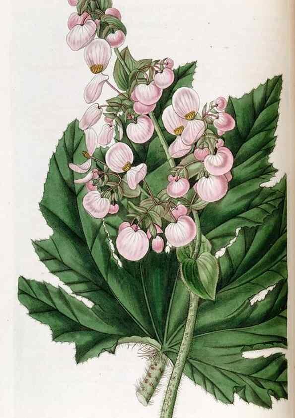 Reproducción/Reproduction 49822677106: Edwards's botanical register.. London :James Ridgway,1829-1847.. 