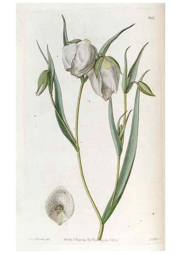Reproducción/Reproduction 49822990222: Edwards's botanical register.. London :James Ridgway,1829-1847.. 