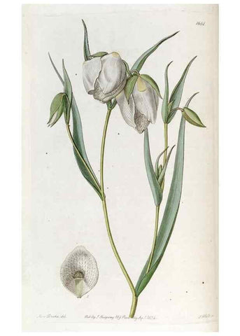 Reproducción/Reproduction 49822990222: Edwards's botanical register.. London :James Ridgway,1829-1847.. 