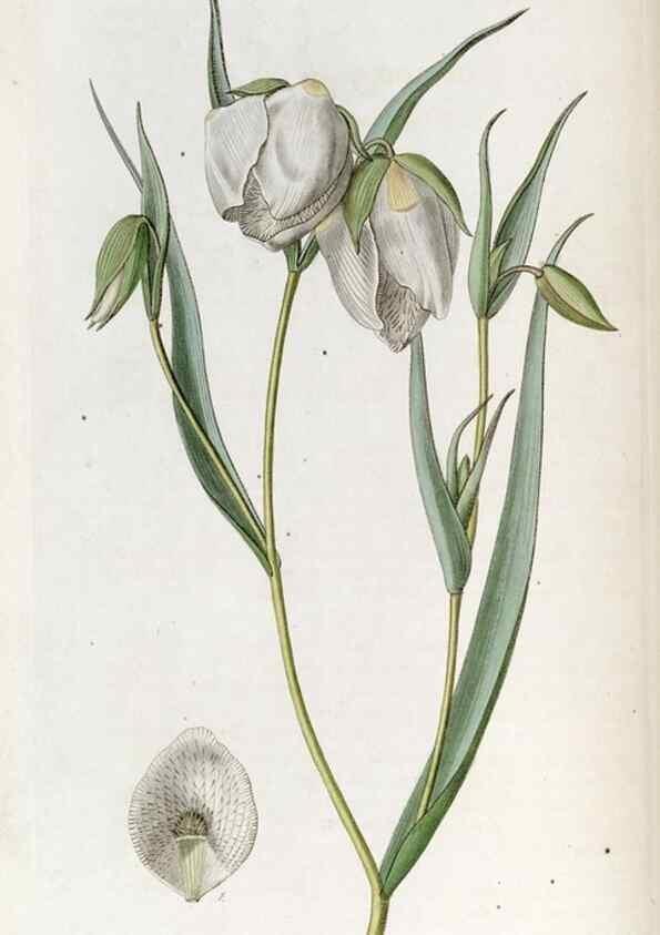 Reproducción/Reproduction 49822990222: Edwards's botanical register.. London :James Ridgway,1829-1847.. 