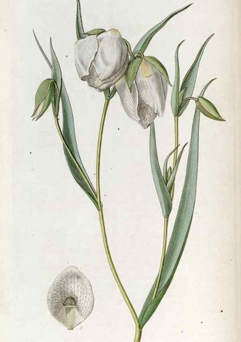 Reproducción/Reproduction 49822990222: Edwards's botanical register.. London :James Ridgway,1829-1847.. 
