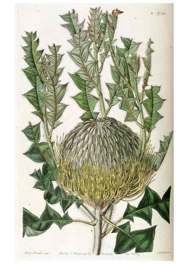 Reproducción/Reproduction 49822700586: Edwards's botanical register.. London :James Ridgway,1829-1847.. 