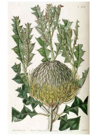 Reproducción/Reproduction 49822700586: Edwards's botanical register.. London :James Ridgway,1829-1847.. 