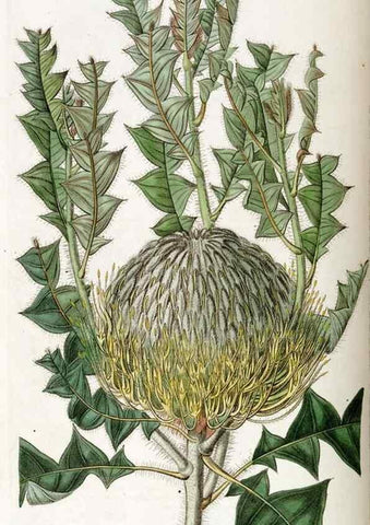Reproducción/Reproduction 49822700586: Edwards's botanical register.. London :James Ridgway,1829-1847.. 