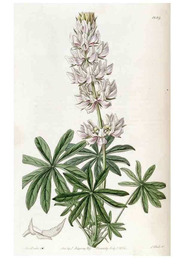 Reproducción/Reproduction 49823001207: Edwards's botanical register.. London :James Ridgway,1829-1847.. 