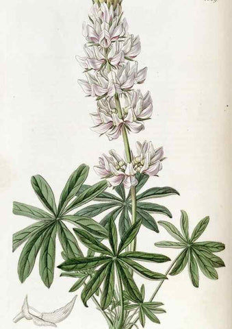 Reproducción/Reproduction 49823001207: Edwards's botanical register.. London :James Ridgway,1829-1847.. 