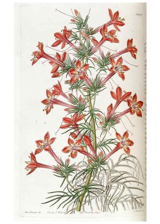 Reproducción/Reproduction 49822150178: Edwards's botanical register.. London :James Ridgway,1829-1847.. 