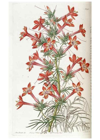 Reproducción/Reproduction 49822150178: Edwards's botanical register.. London :James Ridgway,1829-1847.. 