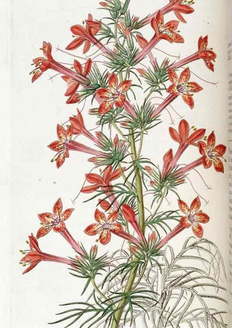 Reproducción/Reproduction 49822150178: Edwards's botanical register.. London :James Ridgway,1829-1847.. 