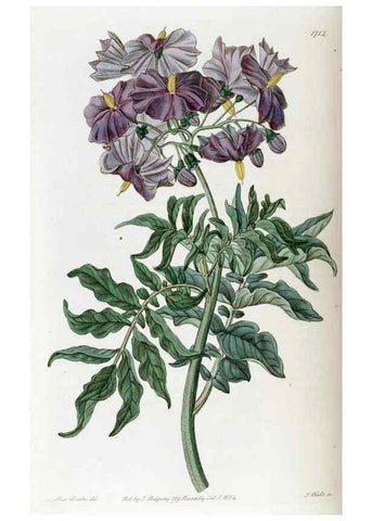 Reproducción/Reproduction 49822694166: Edwards's botanical register.. London :James Ridgway,1829-1847.. 