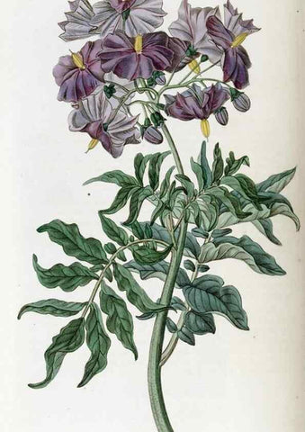 Reproducción/Reproduction 49822694166: Edwards's botanical register.. London :James Ridgway,1829-1847.. 
