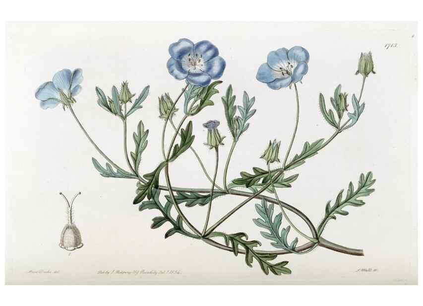 Reproducción/Reproduction 49822694456: Edwards's botanical register.. London :James Ridgway,1829-1847.. 