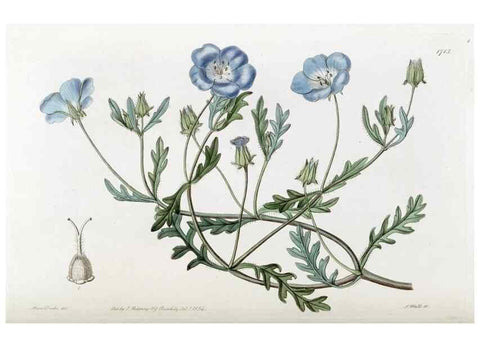 Reproducción/Reproduction 49822694456: Edwards's botanical register.. London :James Ridgway,1829-1847.. 