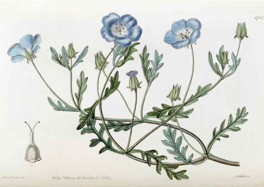 Reproducción/Reproduction 49822694456: Edwards's botanical register.. London :James Ridgway,1829-1847.. 