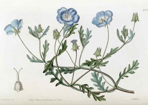 Reproducción/Reproduction 49822694456: Edwards's botanical register.. London :James Ridgway,1829-1847.. 