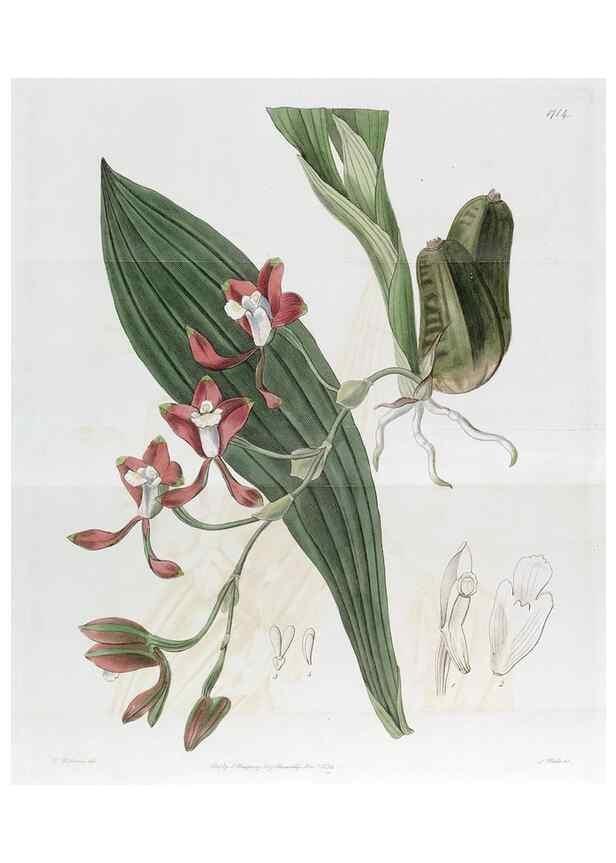 Reproducción/Reproduction 49822158733: Edwards's botanical register.. London :James Ridgway,1829-1847.. 