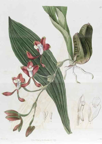 Reproducción/Reproduction 49822158733: Edwards's botanical register.. London :James Ridgway,1829-1847.. 