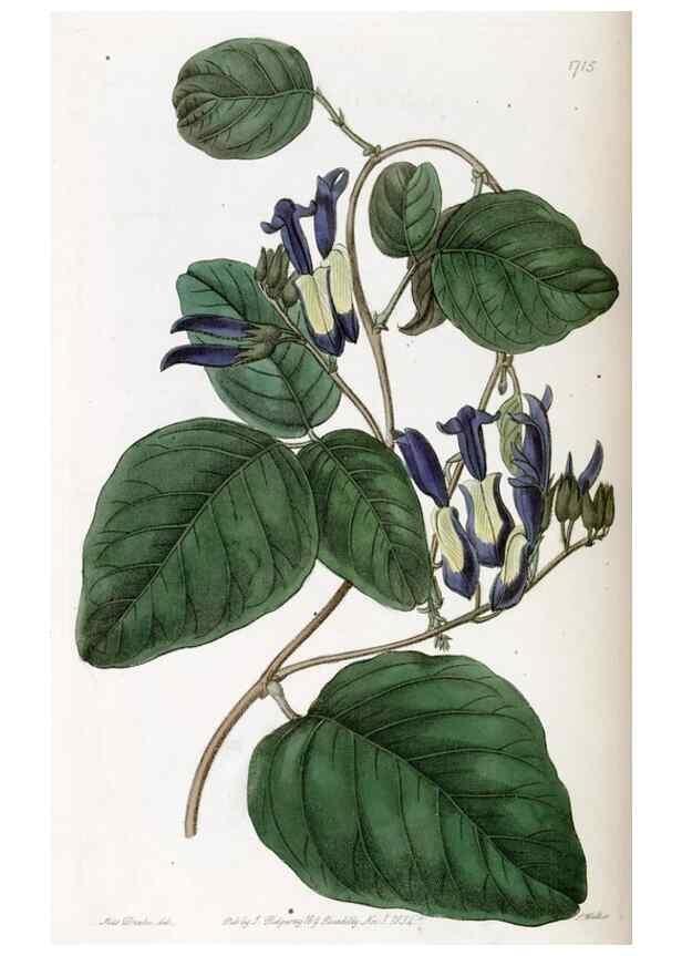 Reproducción/Reproduction 49822159143: Edwards's botanical register.. London :James Ridgway,1829-1847.. 