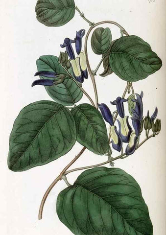 Reproducción/Reproduction 49822159143: Edwards's botanical register.. London :James Ridgway,1829-1847.. 