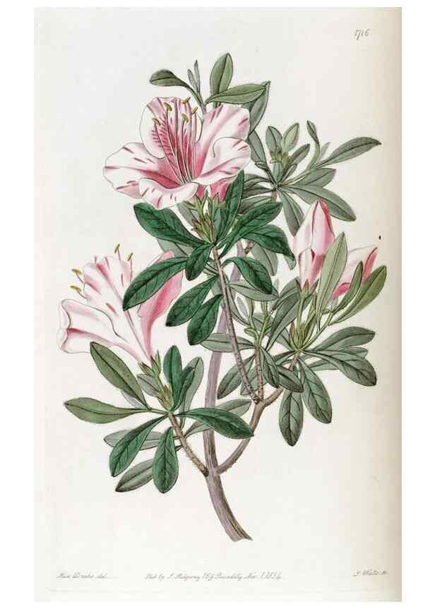 Reproducción/Reproduction 49823011432: Edwards's botanical register.. London :James Ridgway,1829-1847.. 