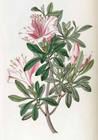 Reproducción/Reproduction 49823011432: Edwards's botanical register.. London :James Ridgway,1829-1847.. 