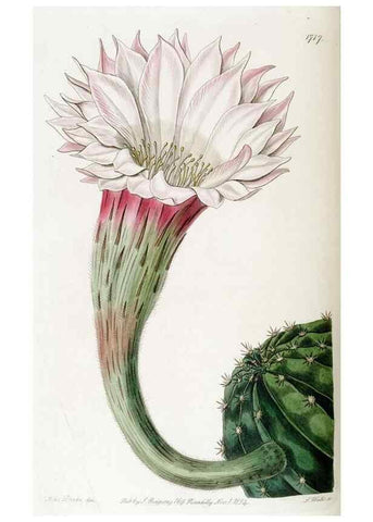 Reproducción/Reproduction 49823011837: Edwards's botanical register.. London :James Ridgway,1829-1847.. 