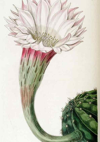 Reproducción/Reproduction 49823011837: Edwards's botanical register.. London :James Ridgway,1829-1847.. 