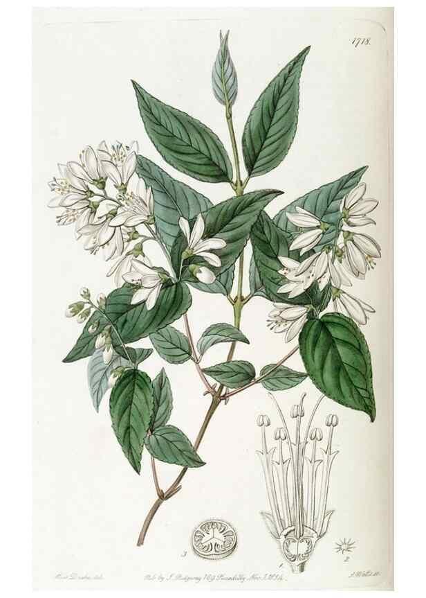 Reproducción/Reproduction 49823012252: Edwards's botanical register.. London :James Ridgway,1829-1847.. 