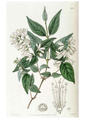 Reproducción/Reproduction 49823012252: Edwards's botanical register.. London :James Ridgway,1829-1847.. 