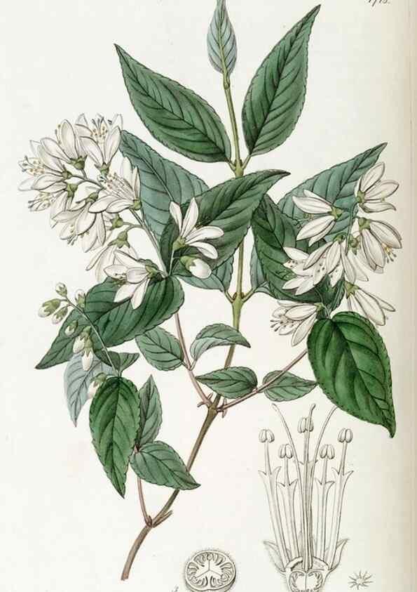 Reproducción/Reproduction 49823012252: Edwards's botanical register.. London :James Ridgway,1829-1847.. 