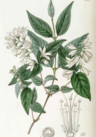 Reproducción/Reproduction 49823012252: Edwards's botanical register.. London :James Ridgway,1829-1847.. 