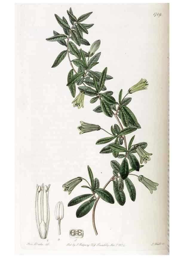 Reproducción/Reproduction 49822160773: Edwards's botanical register.. London :James Ridgway,1829-1847.. 