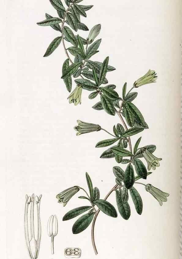 Reproducción/Reproduction 49822160773: Edwards's botanical register.. London :James Ridgway,1829-1847.. 