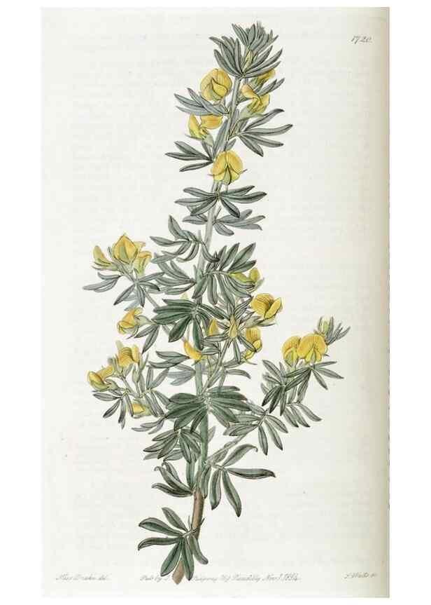 Reproducción/Reproduction 49823013082: Edwards's botanical register.. London :James Ridgway,1829-1847.. 