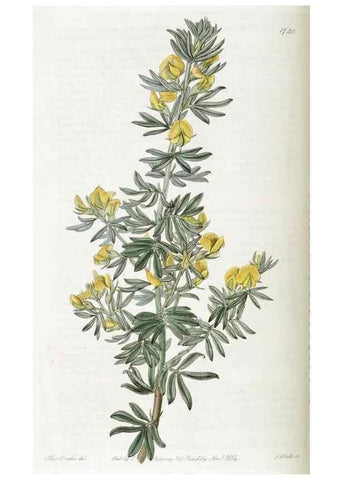 Reproducción/Reproduction 49823013082: Edwards's botanical register.. London :James Ridgway,1829-1847.. 