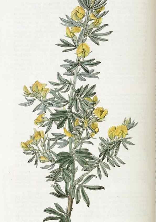 Reproducción/Reproduction 49823013082: Edwards's botanical register.. London :James Ridgway,1829-1847.. 